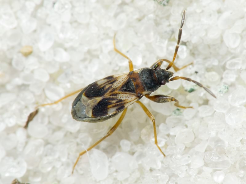 Scolopostethus Fieber, 1860